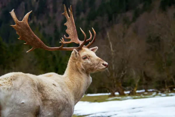 Hunting Season Updates in the USA (2025): Regulations, Dates, and Tips for Every Hunter