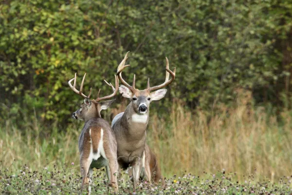 Michigan Deer Hunting Changes in 2025: What Hunters Need to Know
