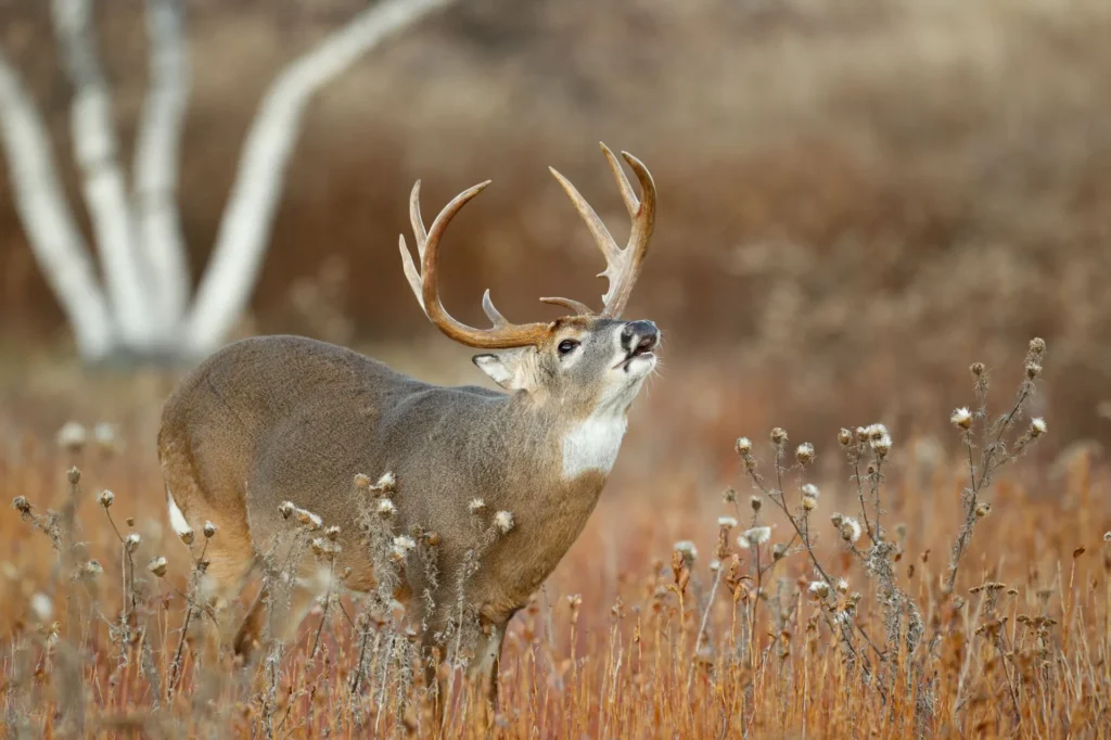 A large whitetail buck with impressive antlers vocalizing or scent-checking, standing in a dry, grassy field during autumn.