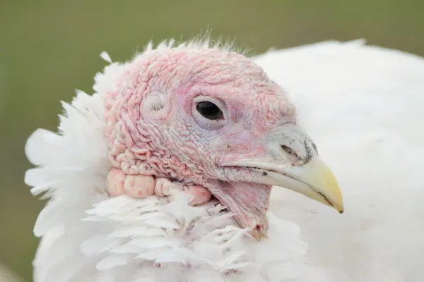 A close-up of a white domestic turkey's head, showing its distinctive pink, wrinkled skin and a light-colored beak, with soft white feathers around its neck.
