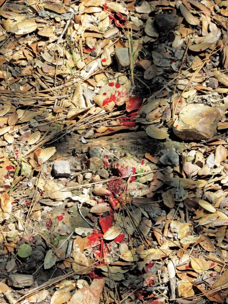 Bright red blood splatters are visible on a forest floor covered with dry leaves, pine needles, and small rocks, indicating an arterial blood trail.