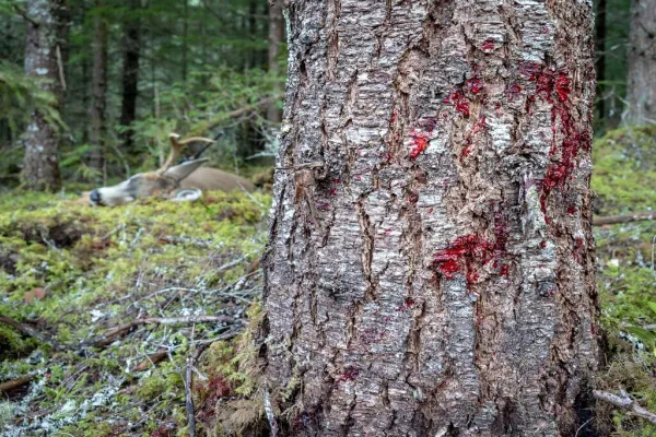 Tracking Wounded Game: A Hunter’s Reflection and Field Wisdom