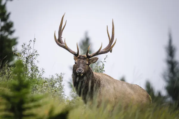 Chasing Ghosts of the Wilderness: Elk Hunting in the U.S.