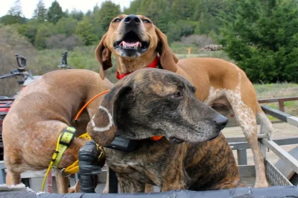 Three hunting hounds, one baying with its head up and two others looking alert, riding in the back of a vehicle with a forested background.