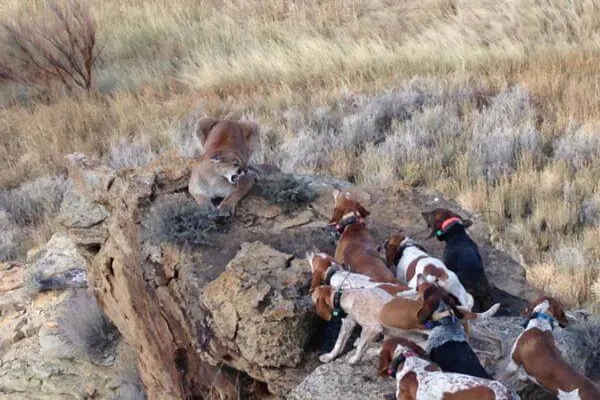 The Comprehensive Guide to Mountain Lion Hunting