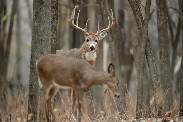 A large whitetail buck with impressive antlers stands alert and looks directly at the camera through sparse trees, while a doe grazes in the blurred foreground.