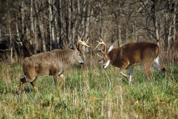 Two large whitetail bucks with impressive antlers face each other in a grassy field, appearing ready to spar during the rut.