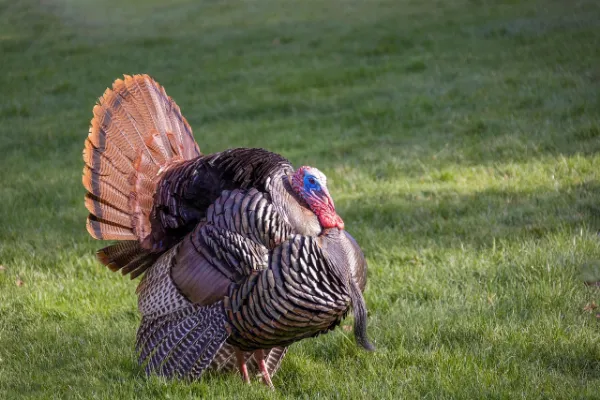 A wild turkey tom displaying its fanned tail feathers, with vibrant red and blue coloration on its head, standing on green grass.
