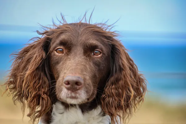 How a Top Breeder Turns Puppies Into Elite Hunting Dogs