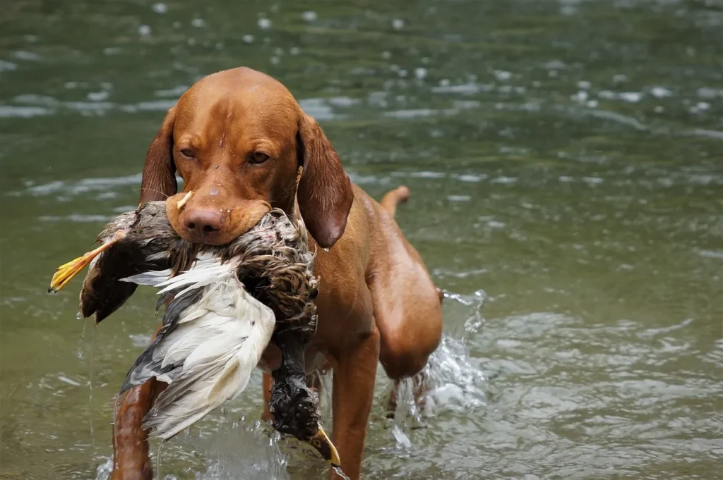 A brown Vizsla or similar hunting dog emerging from water with a retrieved duck or game bird in its mouth, demonstrating its retrieving ability.