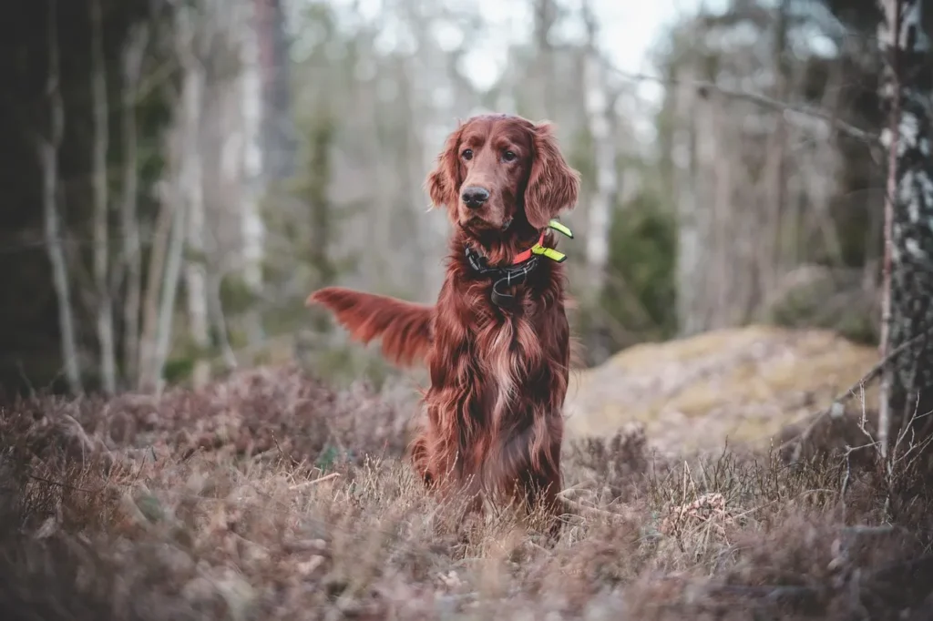 A beautiful Irish Setter or similar hunting dog, wearing a tracking collar, sitting attentively in a sparse forest or brushy field, showcasing its poise and training.